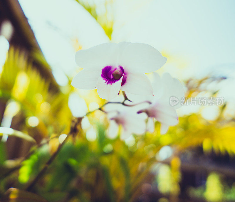 花园里的白兰花