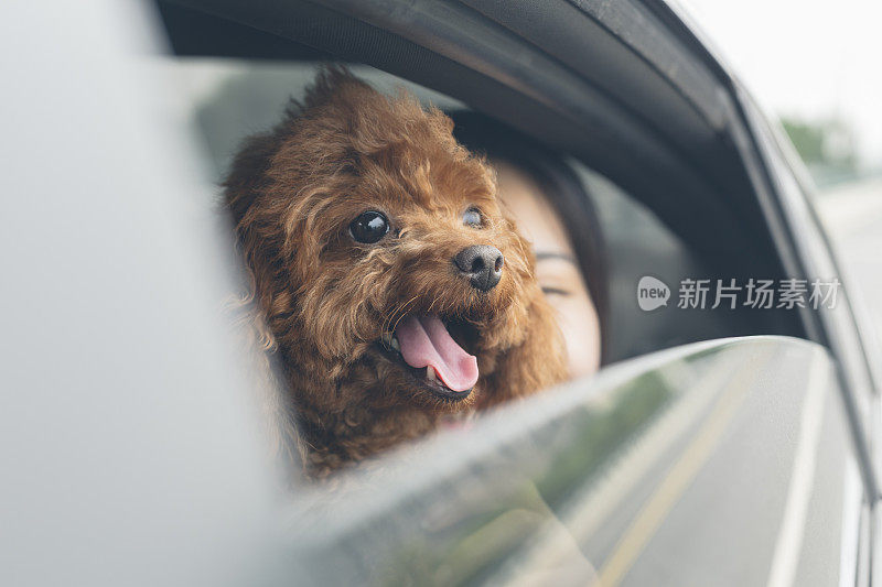 透过车窗看到一个年轻快乐的女人带着一只泰迪狗