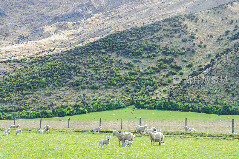 新西兰青山上的一群白色毛茸茸的绵羊