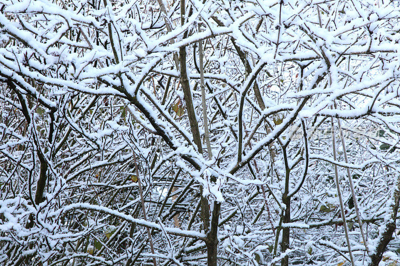 雪在树枝上