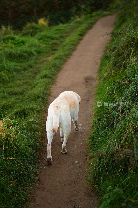 康沃尔的拉布拉多寻回犬