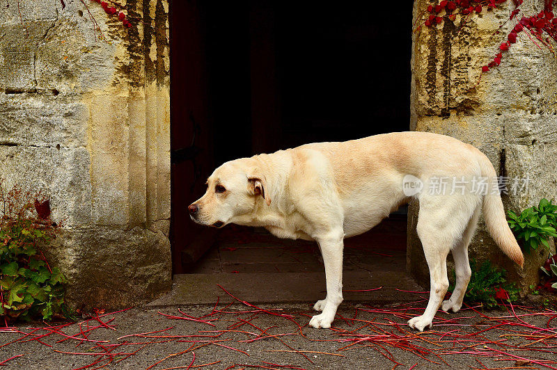 英国的拉布拉多寻回犬