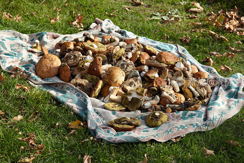 收集大自然的礼物——毯子上的一堆可食用蘑菇