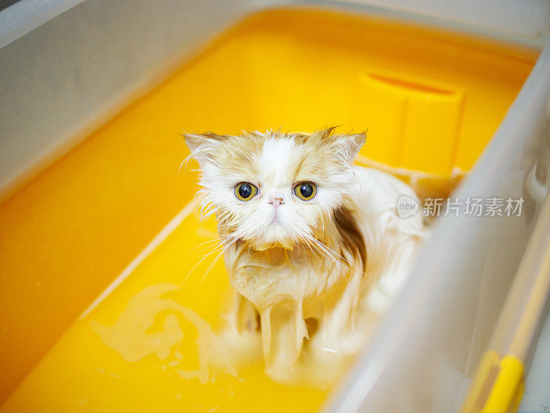 湿，害怕和不高兴的猫洗澡时，明亮的黄色眼睛，有趣的表情。