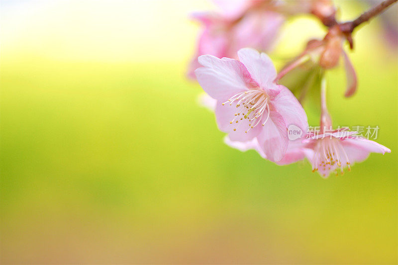 樱花和油菜开花了