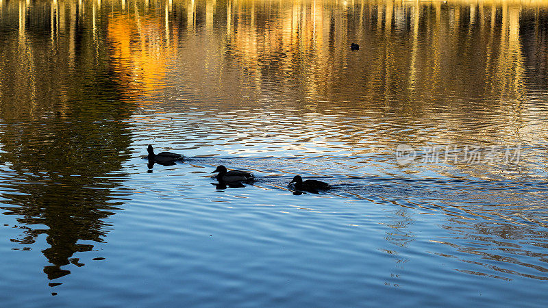 三只只黑乎乎的鸭子的剪影映在静谧的湖面上