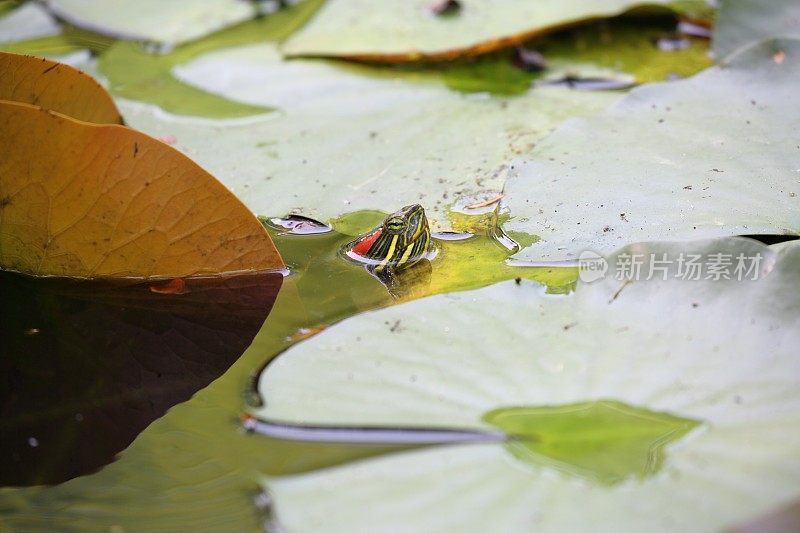 湖上的乌龟