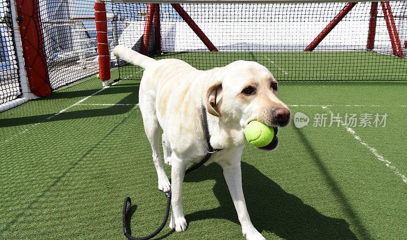 一只拉布拉多猎犬和一个网球