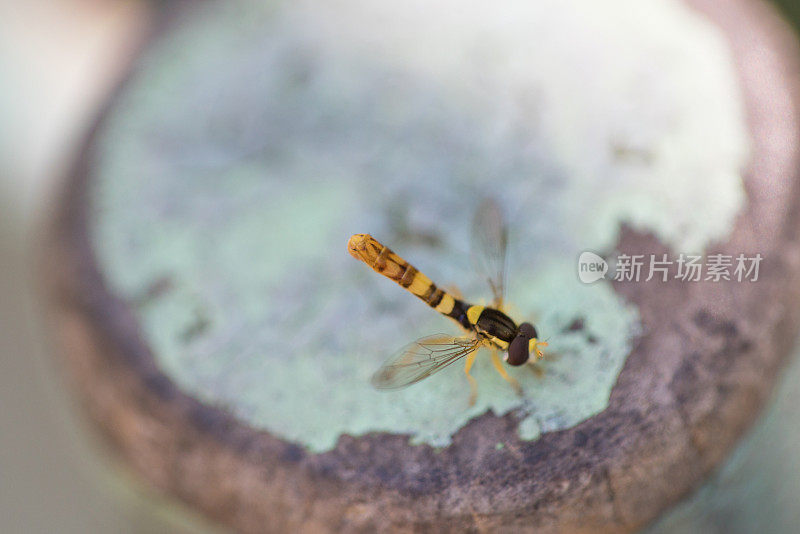 蜻蜓的特写镜头，美丽的昆虫蜻蜓。