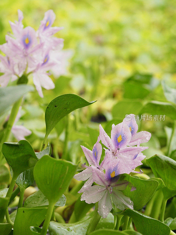 水葫芦