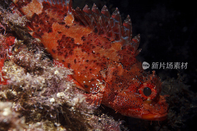 水下蝎子鱼在海洋深处的鱼类海洋生物地中海