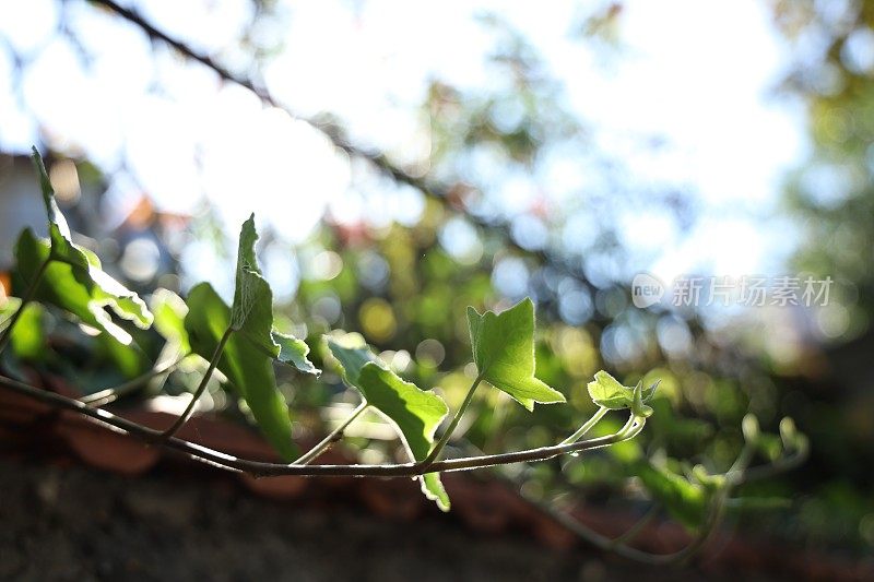 园墙上的绿色藤蔓攀缘植物
