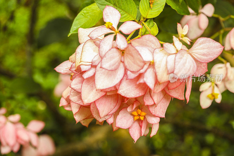 叶子花属的花