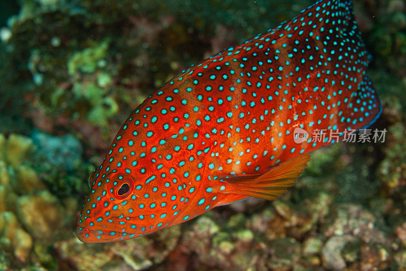 蓝斑珊瑚红石斑鱼