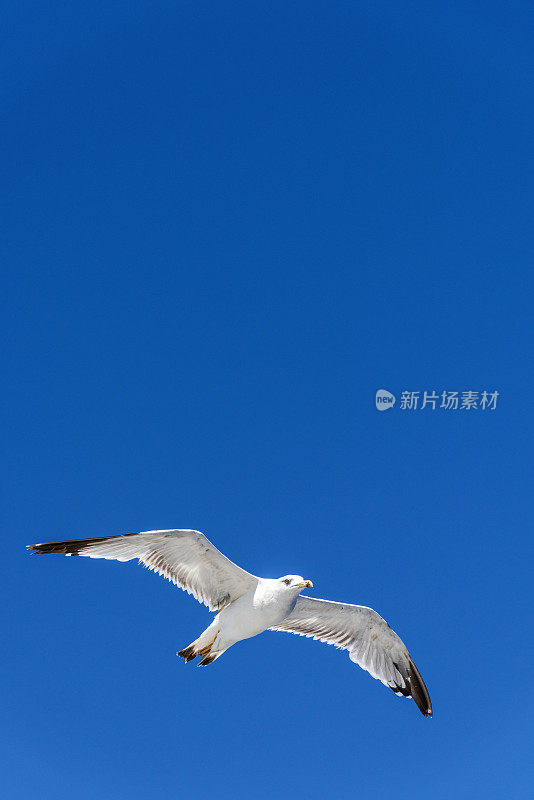 一只白色的海鸥在希腊的蓝天上飞翔