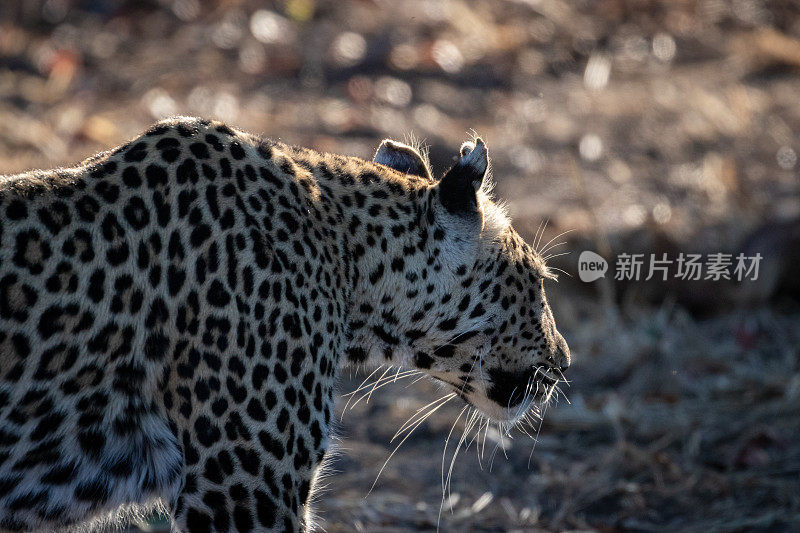 豹。非洲博茨瓦纳的奥卡万戈三角洲