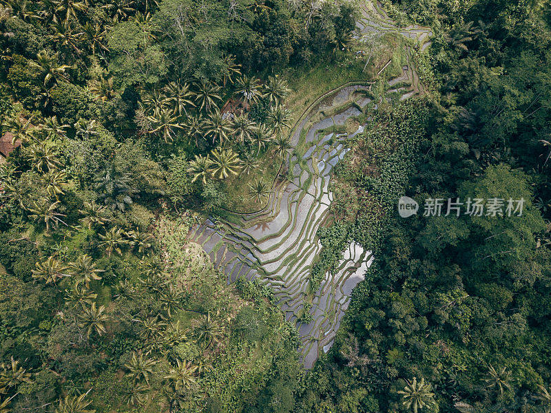 生活在巴厘岛