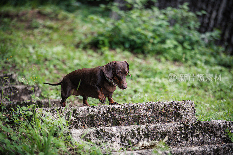 可爱的腊肠犬