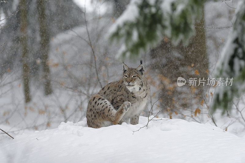 欧亚猞猁