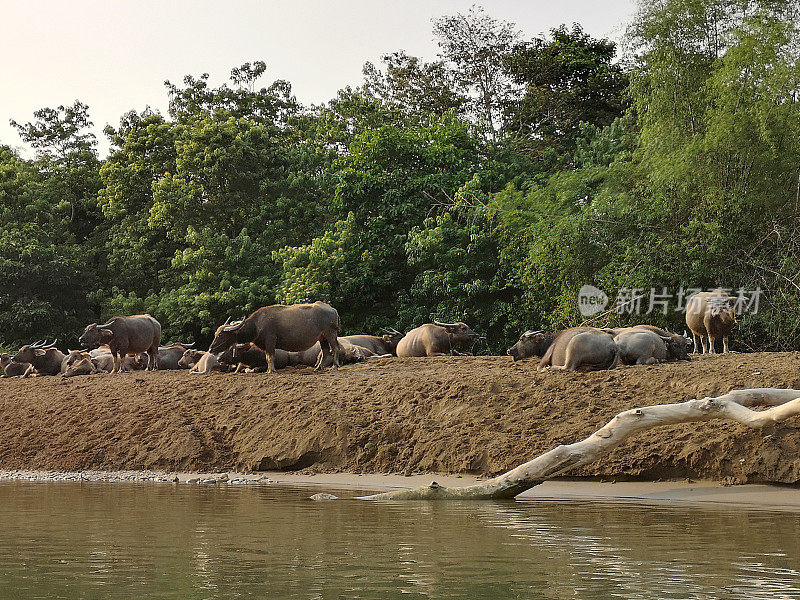 老挝万荣南松河岸上的水牛