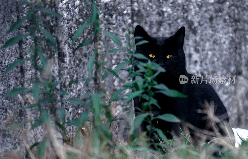 黑猫在黑暗中