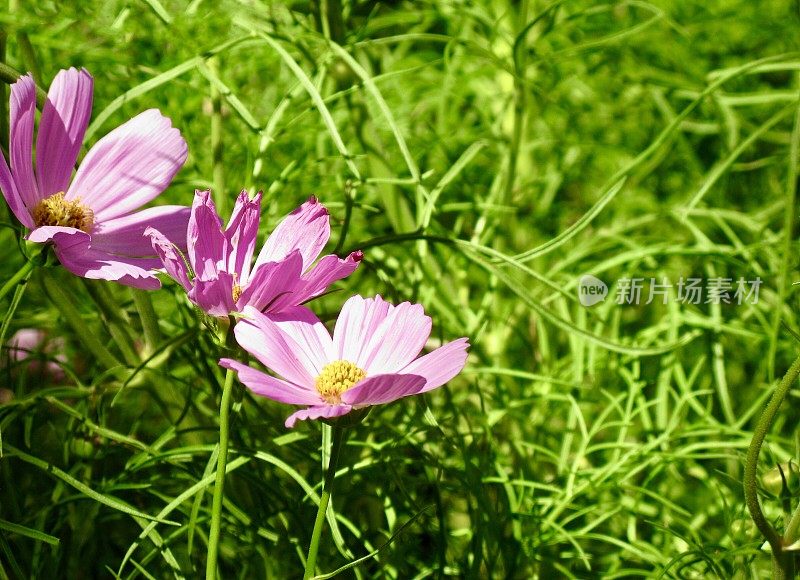 美丽的粉红色宇宙花在一个花园