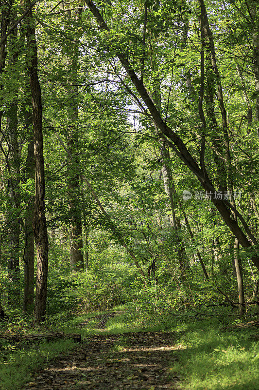 在宾夕法尼亚州东部切斯特县的西比尼亚公园里，沿着一条穿过森林的小路行走