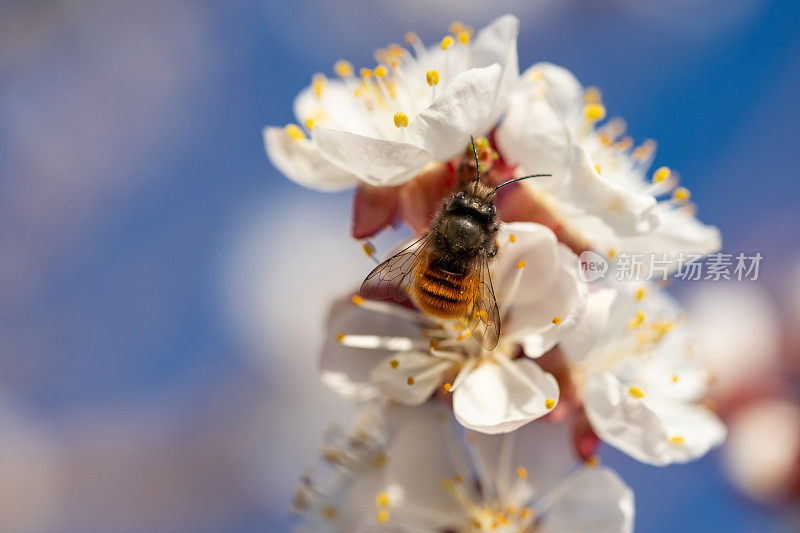 野蜜蜂采集花蜜