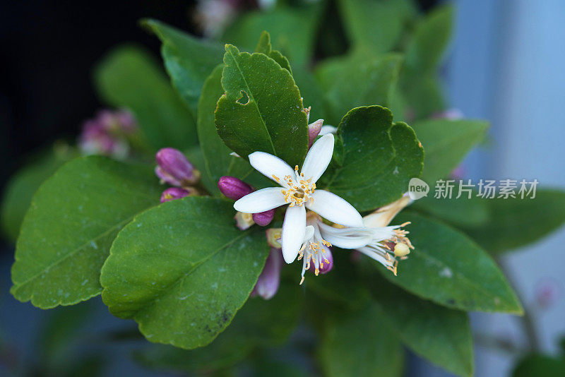 柠檬树花，特写