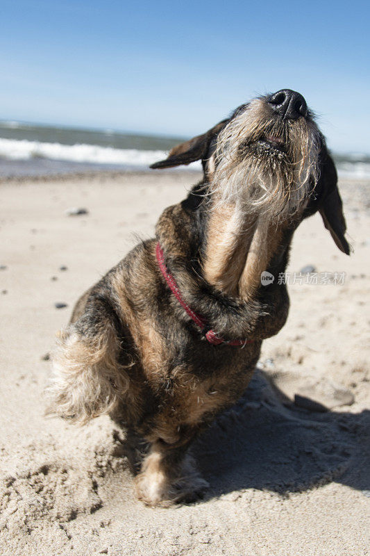 在丹麦北海的海滩上，一只腊肠犬正在伸出爪子