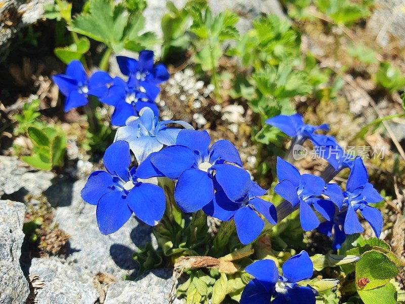 龙胆花