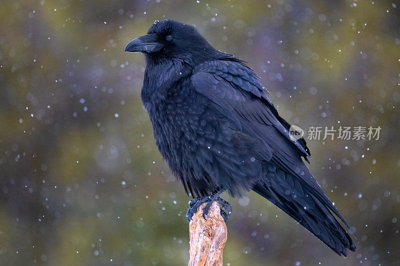 冬雪中的乌鸦栖息在树桩上