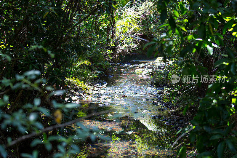 新西兰:淡水溪流