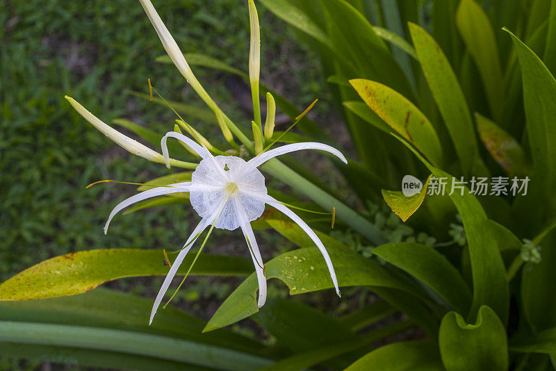 马来西亚婆罗洲花园中白色百合的喇叭状带流苏花