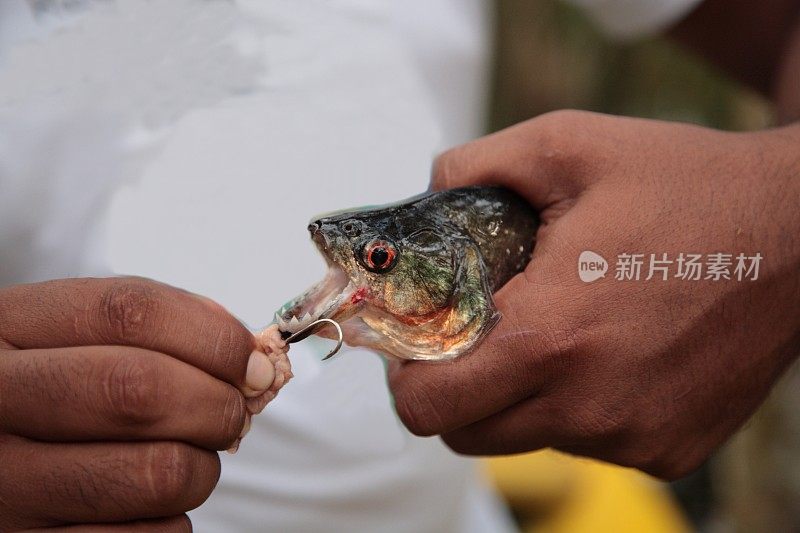 巴西亚马逊丛林河捕获的野生食人鱼