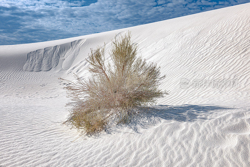 生长在美国新墨西哥州南部明亮的白色沙漠上的丝兰