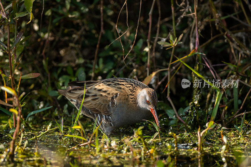 水轨或水鸟是一种冬季候鸟，在keoladeo国家公园湿地或bharatpur鸟类保护区，拉贾斯坦邦，印度