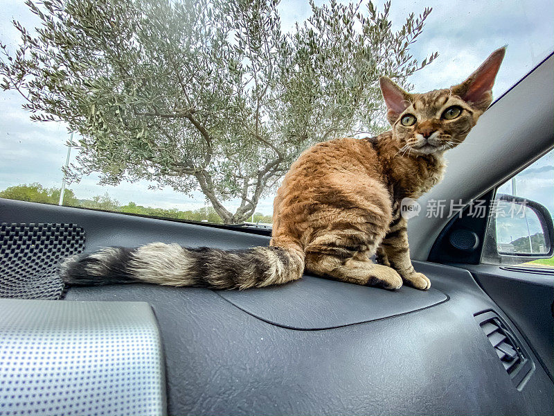 可爱的小猫坐在汽车仪表盘上
