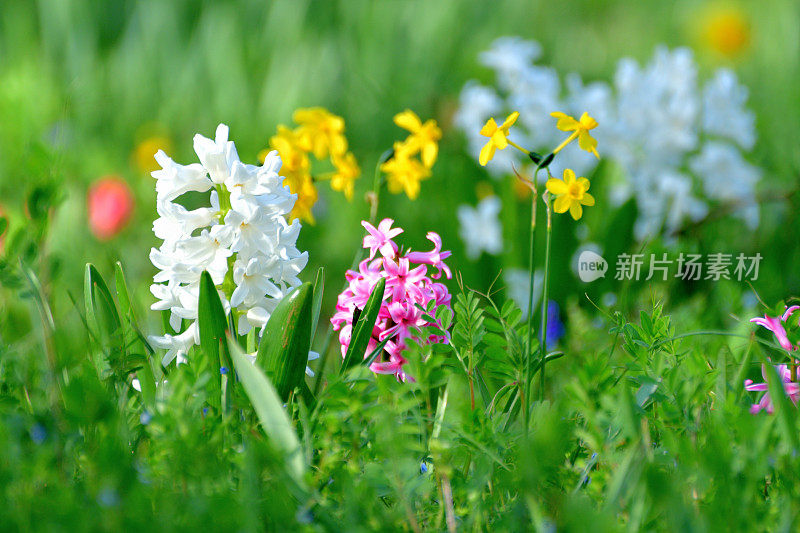 风信子花在各种颜色