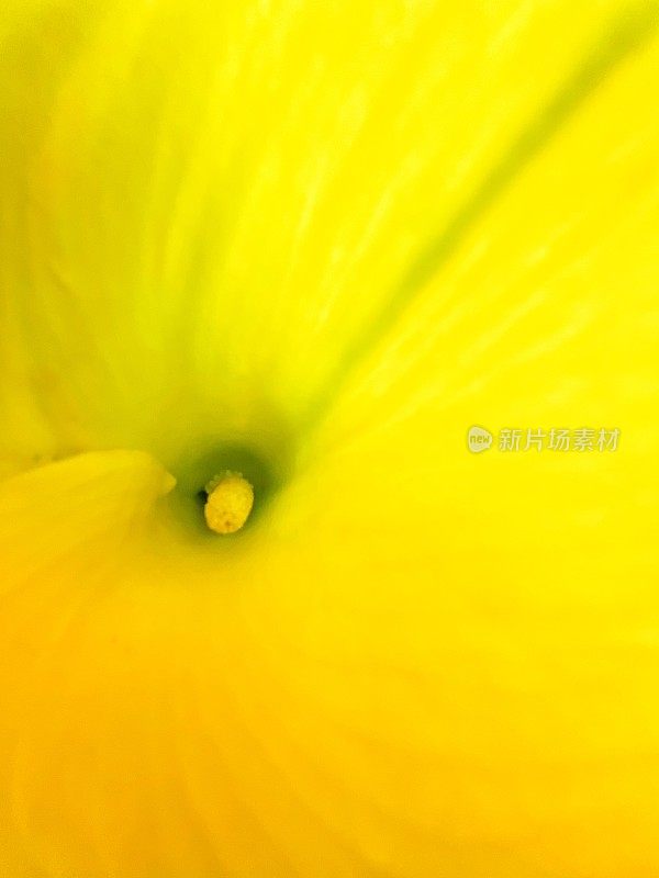 黄色Aro花