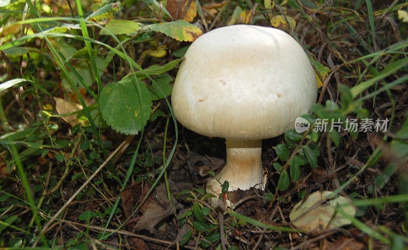 森林地面上的蘑菇
