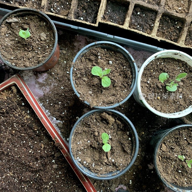 在室内种植种子和幼苗