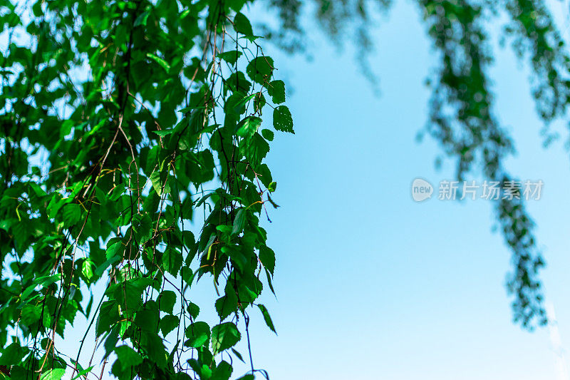 白桦树的枝叶嫩绿多汁，垂在蓝天上。树枝在风中摇摆