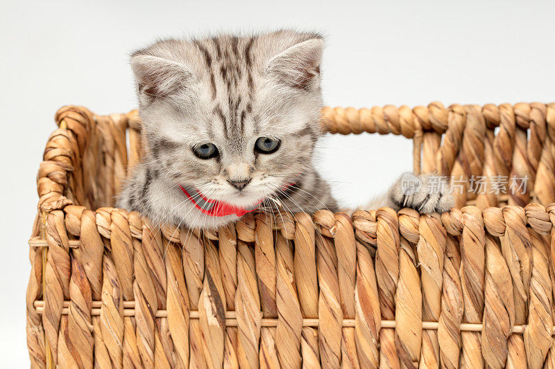 柳条篮子里的漂亮小猫(英国短毛猫)