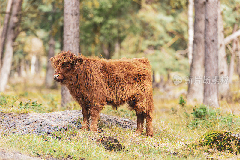 苏格兰高地自然保护区的小牛