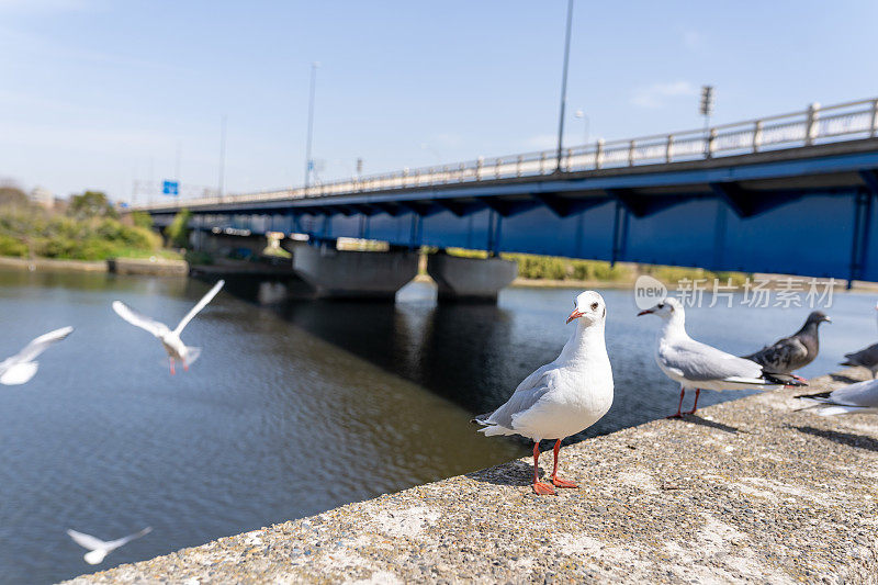 海鸥栖息