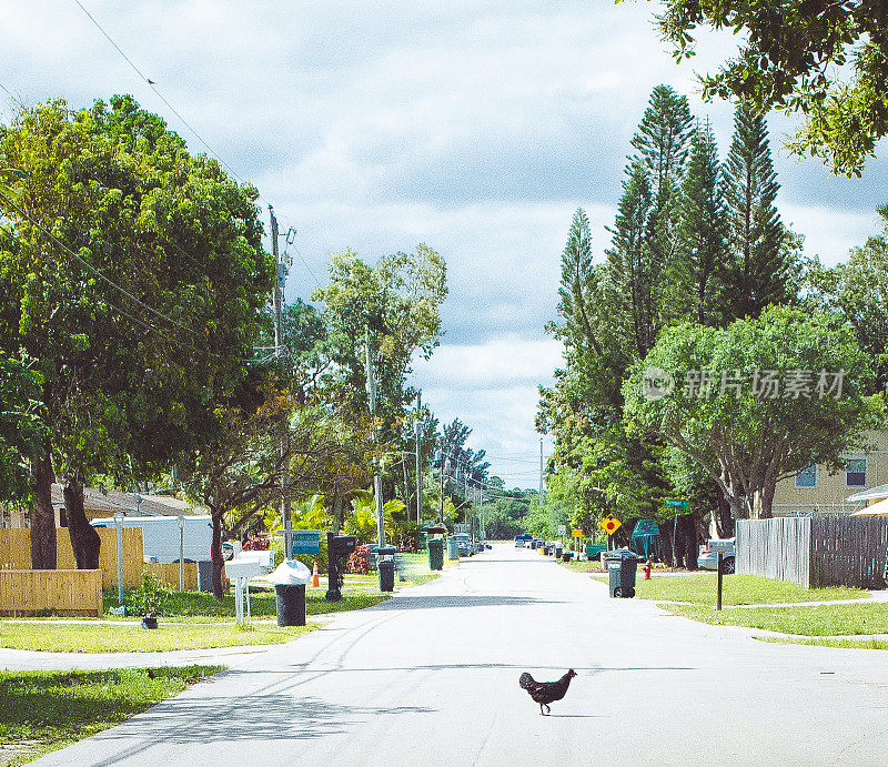 为什么鸡要过马路，郊区的家禽