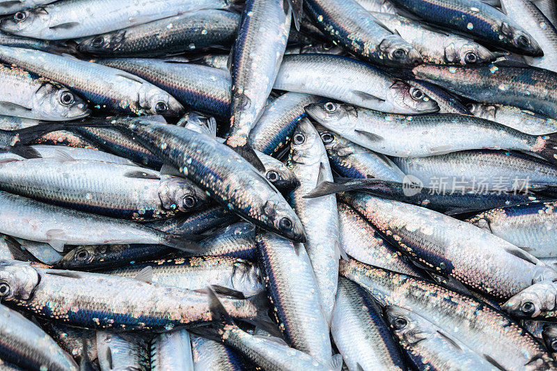 渔业:在北海的渔船上捕获大量鲱鱼