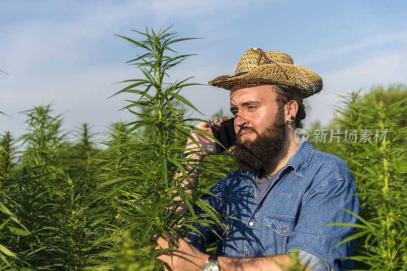 男子采集医用大麻