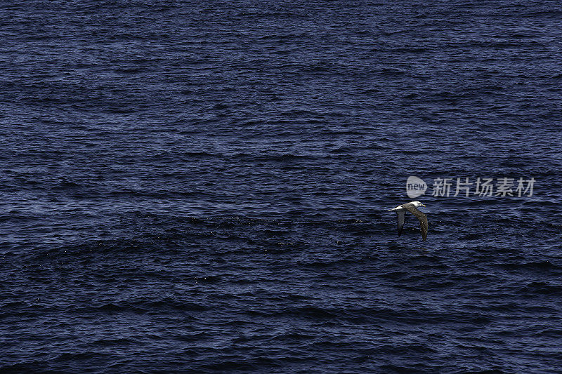 海豹和信天翁殖民地新西兰